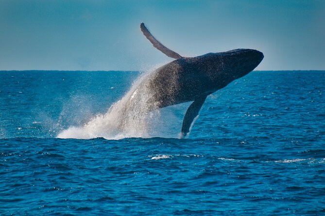 Mooloolaba Whale Watching Cruise - Enjoy Educational Commentary Onboard