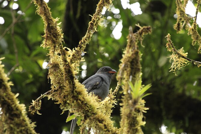 Morning Volcano Hike and Mistico Hanging Bridges - Requirements and Restrictions