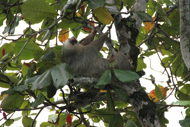 Morning Wildlife-Spotting River Float Beneath Arenal Volcano (Mar ) - Traveler Feedback