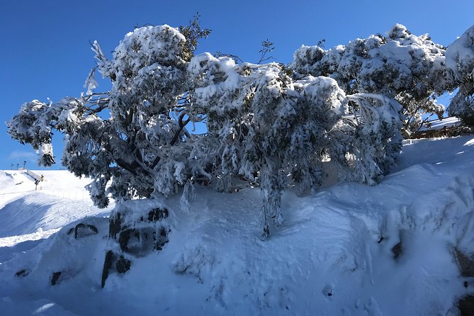 Mount Buller Snow Day Boutique Trip - Max 11 People - Health and Safety Measures