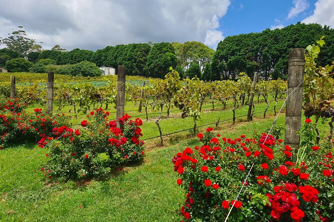 Mount Tamborine Wine Tasting Tour From Brisbane or the Gold Coast - Reasons to Choose This Tour