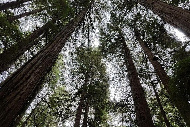 Muir Woods Tour of California Coastal Redwoods (Entrance Fee Included) - Whats Included and Recommended Attire