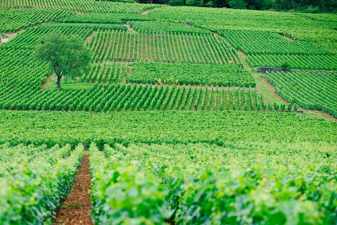 Multi Day Private Tour Prestige Burgundy With 12 Premiers & Grands Crus - Exclusive Châteaux Visits
