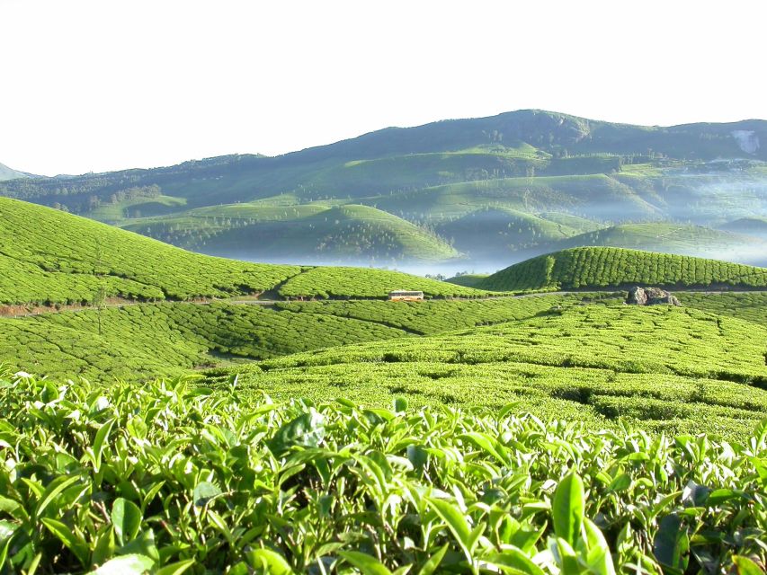 Munnar Site-Seeing Tour - Reviews and Additional Services