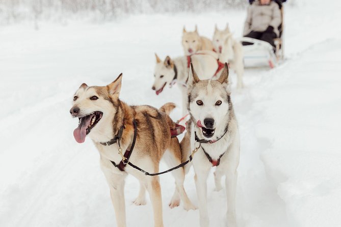 Mush Your Own Sled Dog Team (Winter Tour) in Talkeetna, Alaska - Meet the Sled Dogs