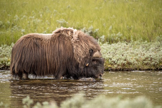 Musk Ox Safari in Dovrefjell National Park From Oppdal - Traveler Reviews & Experiences