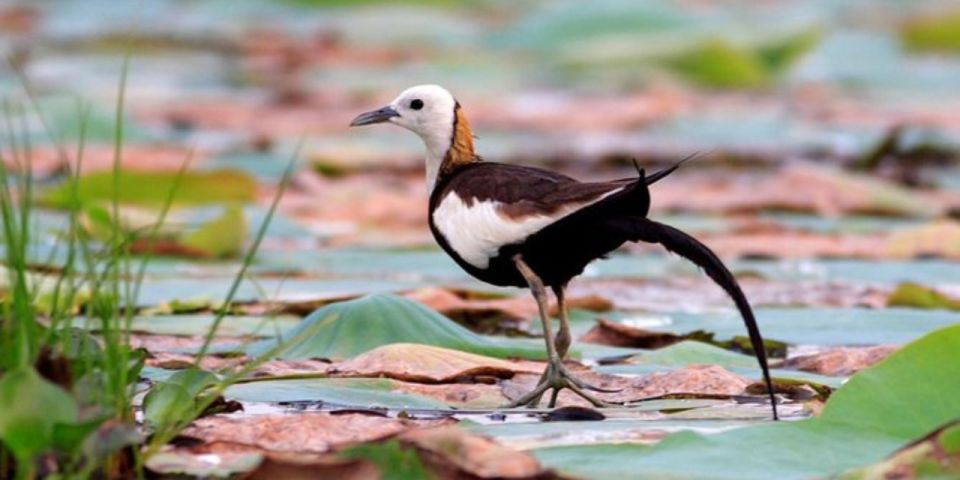Muthurajawela: Wetland Bird Watching Tour From Colombo! - Visitor Center Location