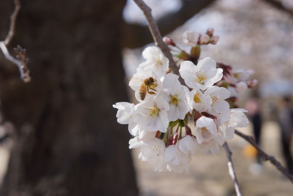 Nagano: 1-Day Snow Monkey & Cherry Blossom Tour in Spring - Snow Monkey Encounter
