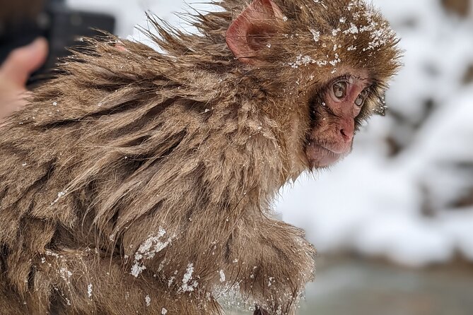 Nagano Snow Monkey 1 Day Tour With Beef Sukiyaki Lunch From Tokyo - Experience Highlights