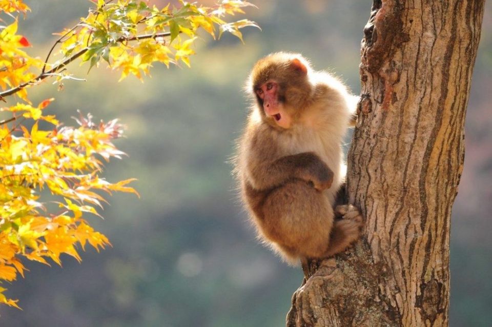 Nagano: Snow Monkeys, Zenkoji Temple & Sake Day Trip - Important Tour Information