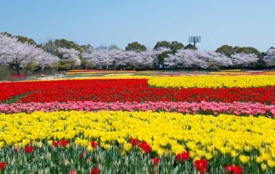 Nagoya: Mitsui Outlet Park, Nabana No Sato Illumination Tour - Light Shows at Nabana No Sato