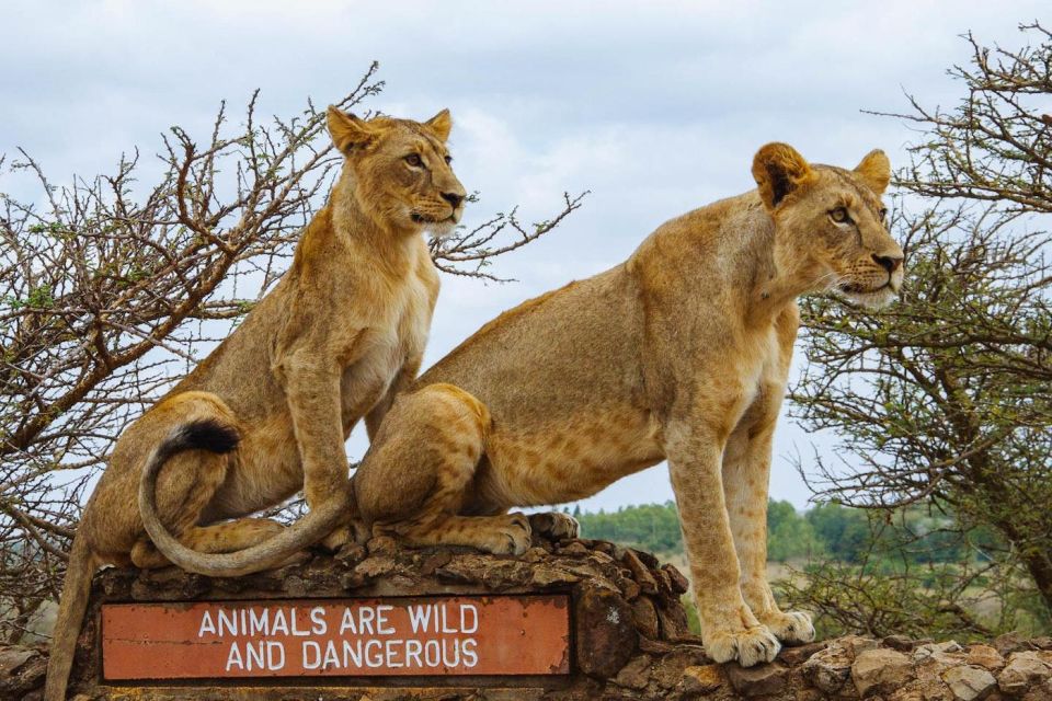 Nairobi National Park Morning or Evening Game Drive - Highlights of the Game Drives