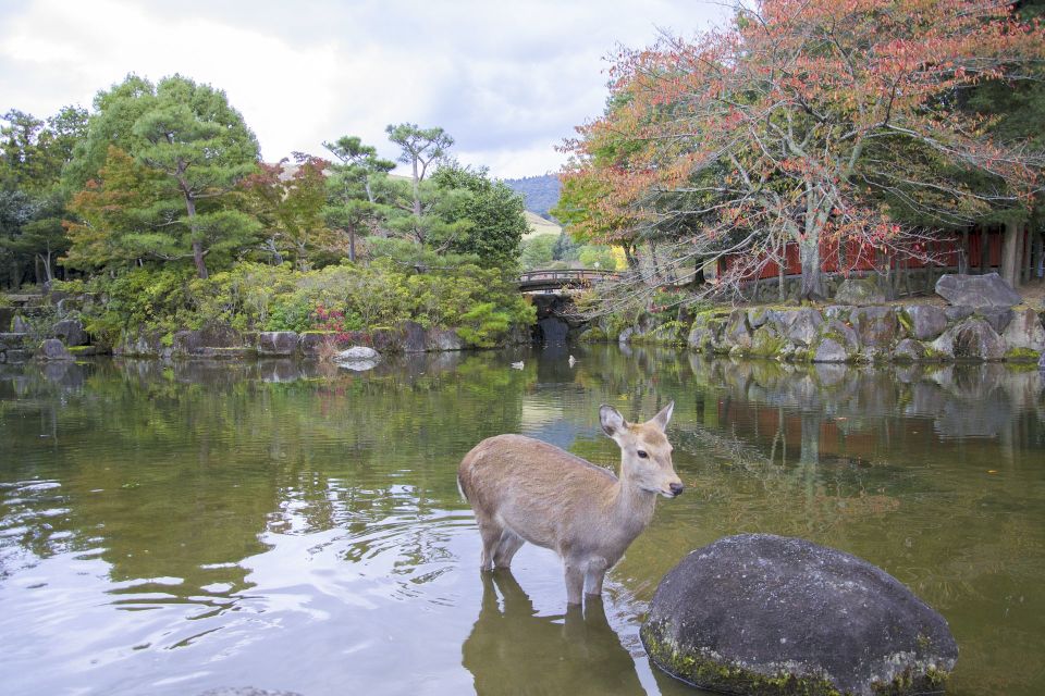 Nara Like a Local: Customized Guided Tour - Review Summary of Nara Tour