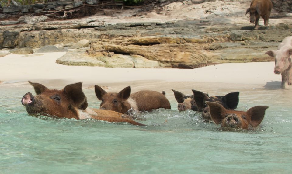 Nassau: Rose Island Swimming Pigs Morning Tour