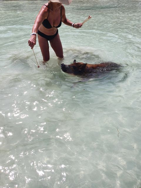 Nassau: Rose Island Swimming Pigs & Turtles Snorkeling Tour - Important Information