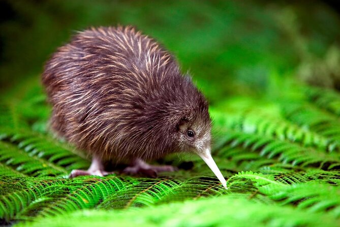 National Kiwi Hatchery - Kiwi Encounter Tour - Conservation Support