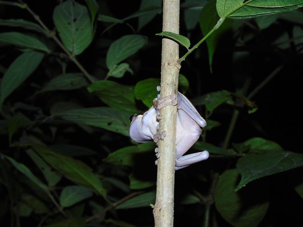 Nativos Corcovado Night Hike in DrakeBay - Common questions