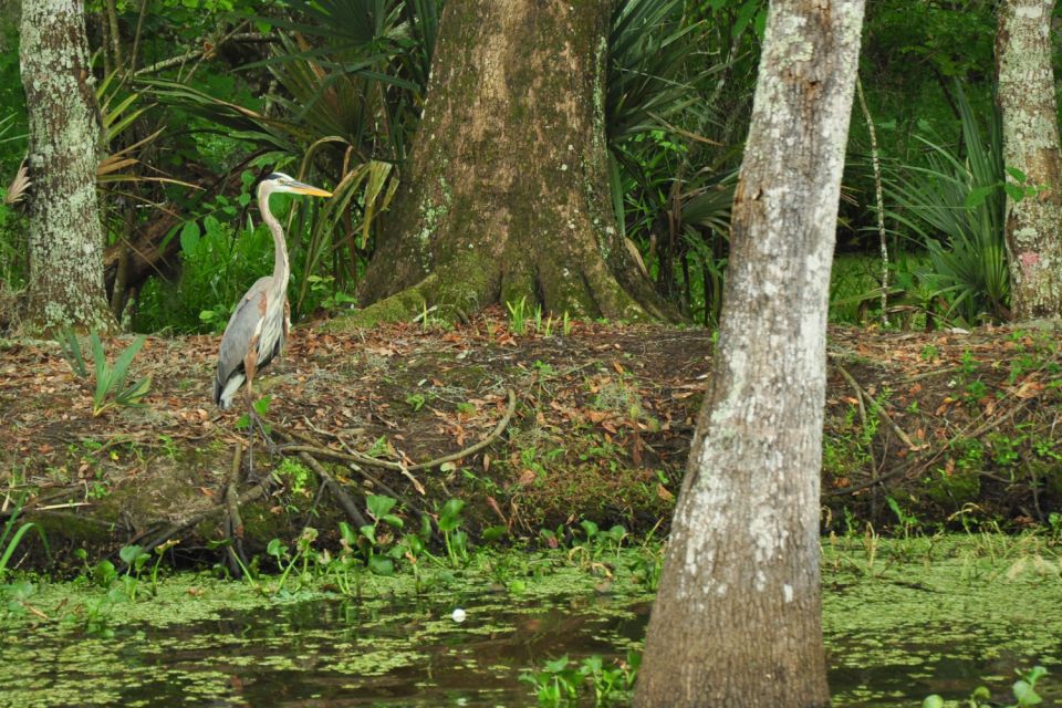 New Orleans: Destrehan Plantation & Airboat Combo Tour - Tour Experience Overview