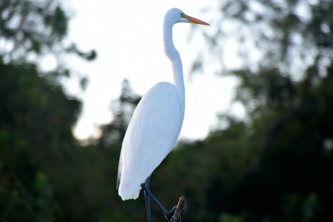 New Orleans Jean Lafitte National Historical Park Boat Ride (Mar ) - Tour Highlights