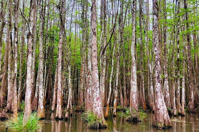 New Orleans Self-Transport Swamp and Bayou Boat Tour - Recommendations