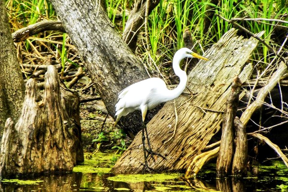 New Orleans: Swamp Boat Ride and Historic Plantation Tour - Inclusions
