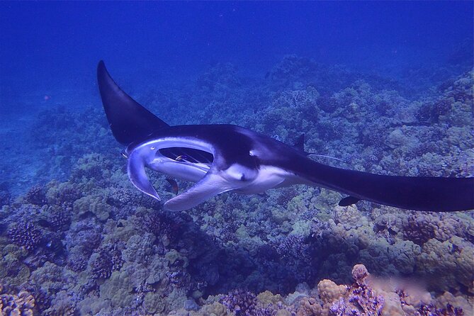 Night Manta Ray Adventure on the Big Island, Hawaii - Logistics and Requirements