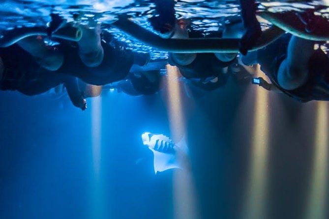 Night Manta Ray Experience - Experience Highlights