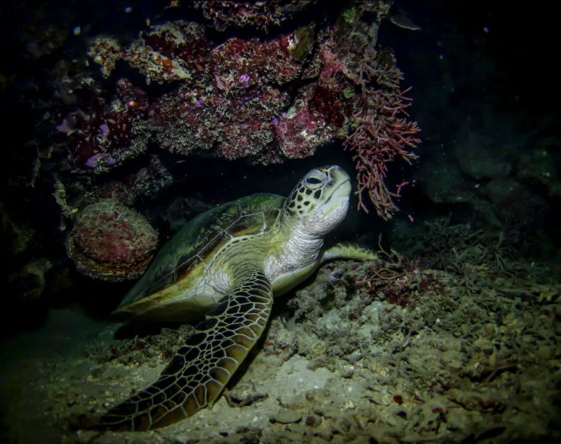 Night Time Snorkel At Turtle Town With Lights And Stars - Location & Directions