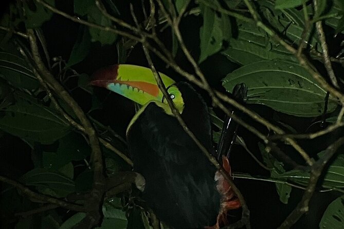 Night Tour in Monteverde Tropical Forest - Additional Information