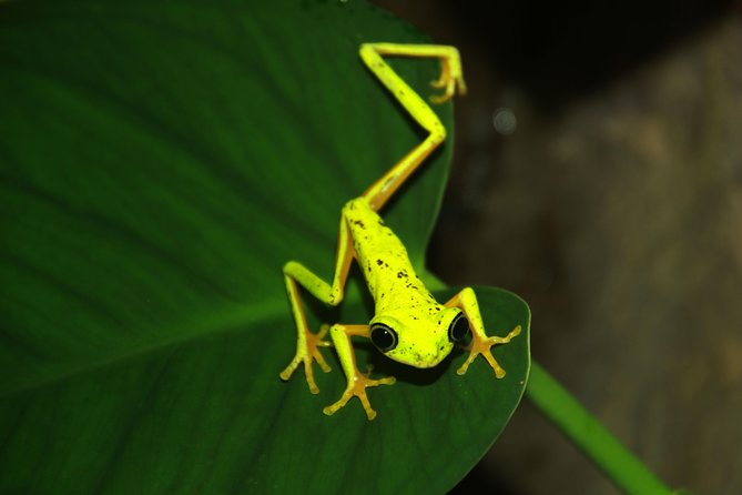 Night Walk Experience at Natura Eco Park, (Frogs Snakes Mammals Insects Birds) - Practical Tips for Natura Eco Park Night Walk