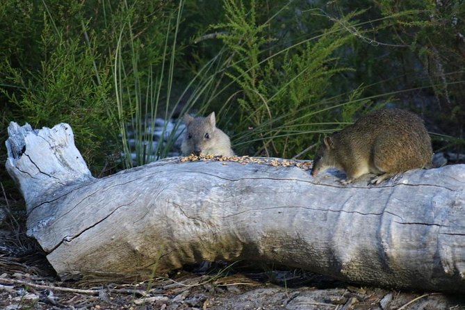 Nocturnal Wildlife Tour From Busselton or Dunsborough - Tour Duration