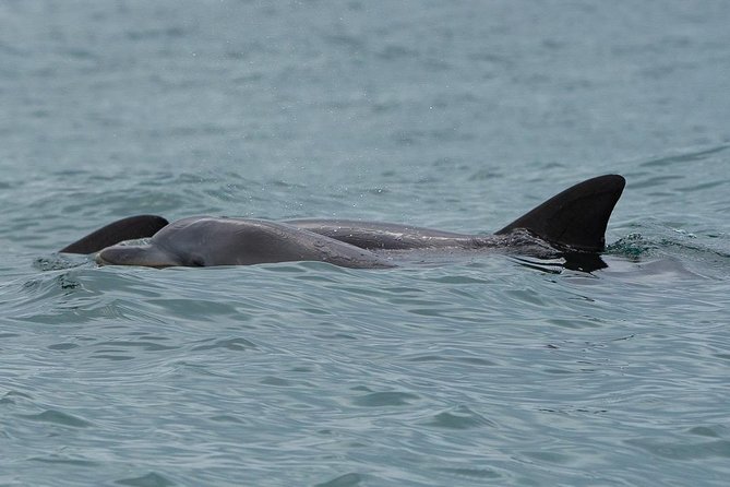 Noosa Small-Group Dolphin-Watching Tour (Mar ) - Meeting Point Details