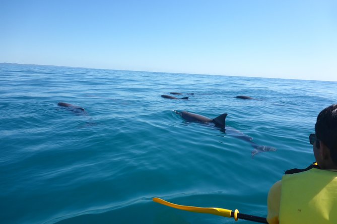 Noosa to Double Island Point Kayaking With Dolphins Day Trip  - Noosa & Sunshine Coast - Customer Experiences