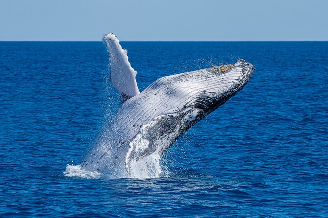 Noosa Whale Watching - Customer Feedback
