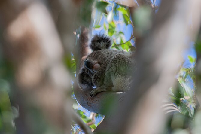 North Stradbroke Island Private Tour With Pickup - Pickup, Meeting, and Safety Information