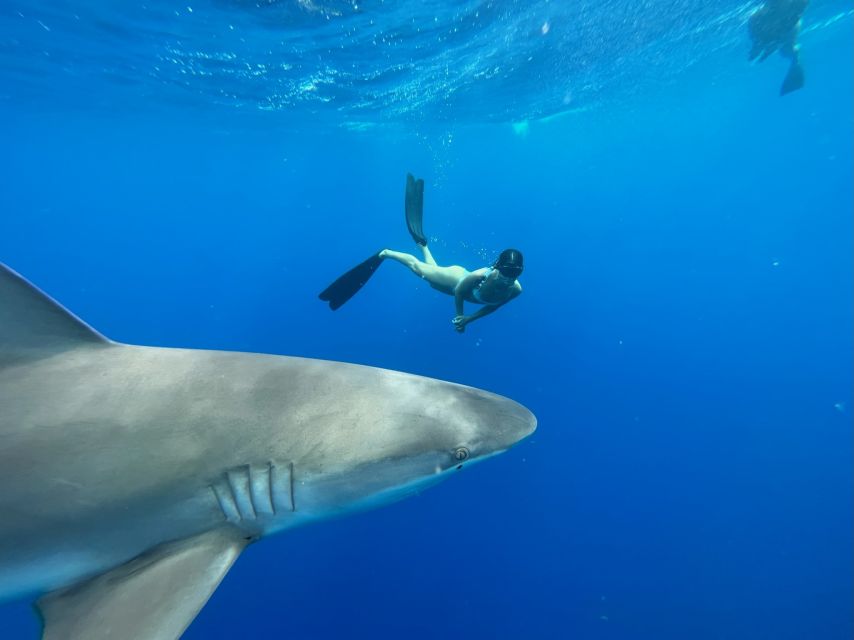 Oahu: North Shore Cageless Shark Snorkeling Tour - Itinerary and Activities