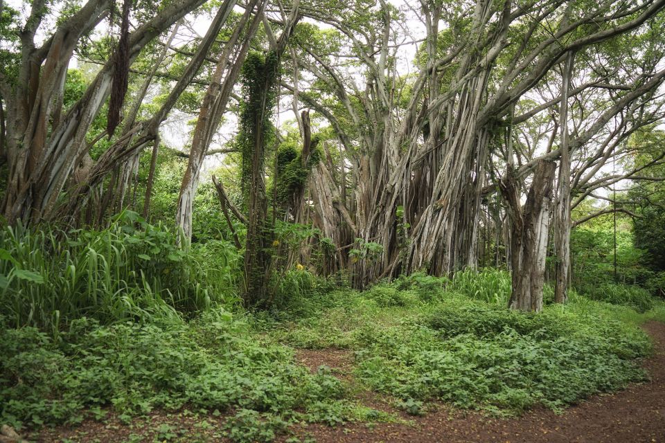 Oahu: Sunrise & Full-Day Island Photo Tour With Small Group - Full Description