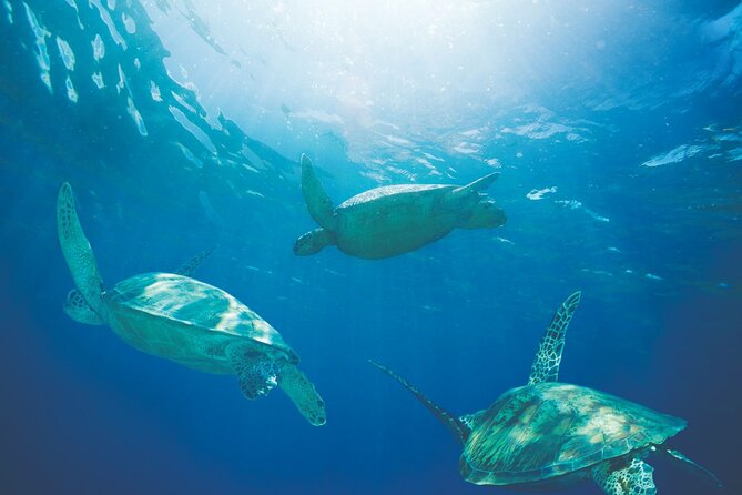 Oahu Turtle Canyon Snorkel Catamaran Cruise With Green Turtles (Mar ) - Policies