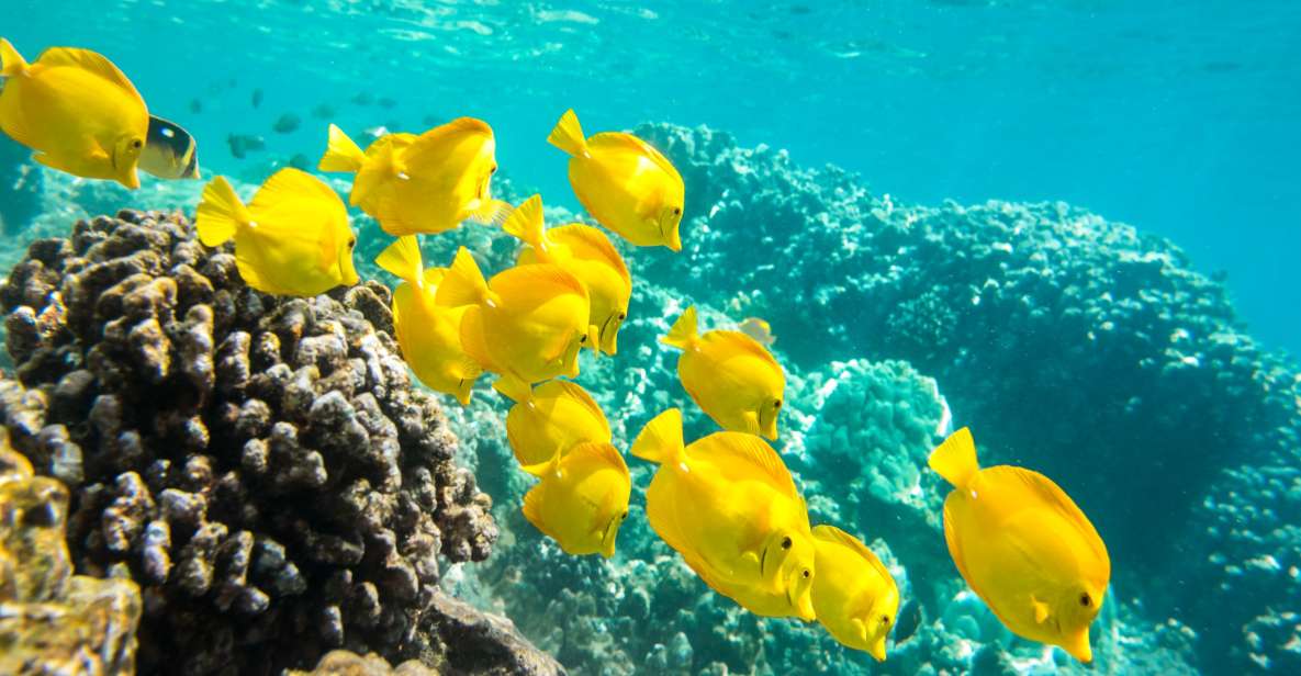 Oahu: Waikiki Snorkel and Sailing Day Trip With Lunch - Full Description