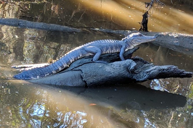 Oak Alley Plantation and Large Airboat Swamp Tour From New Orleans - Cancellation Policy Details