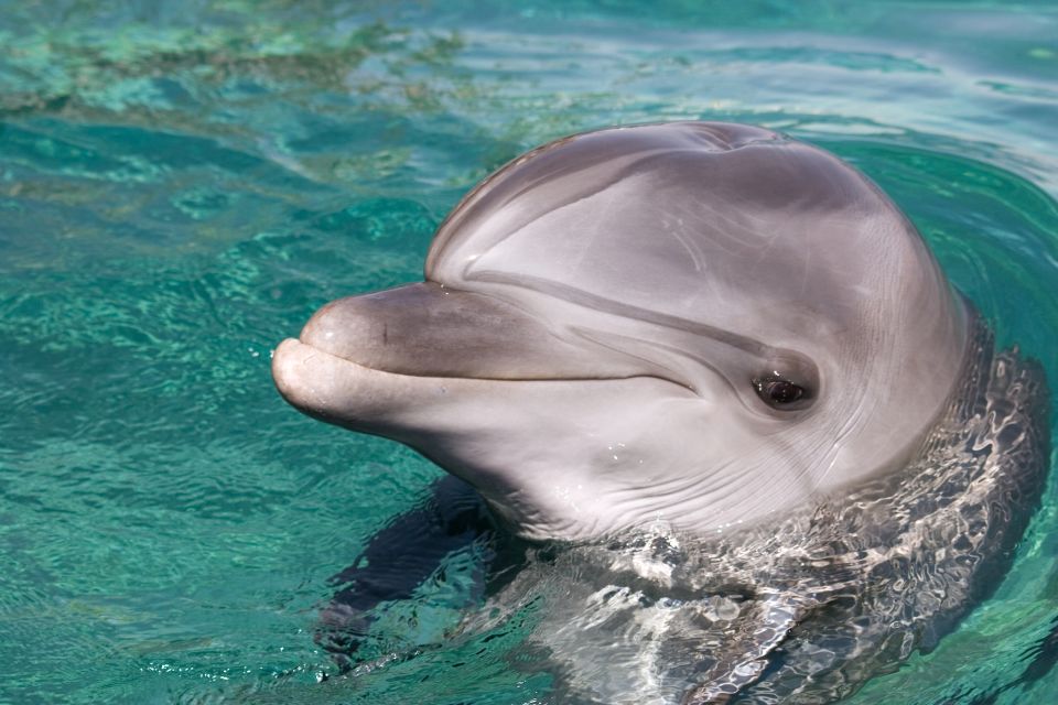 Ocho Rios: Full-Day at Dolphin Cove & Swim With the Dolphins - Customer Reviews and Feedback