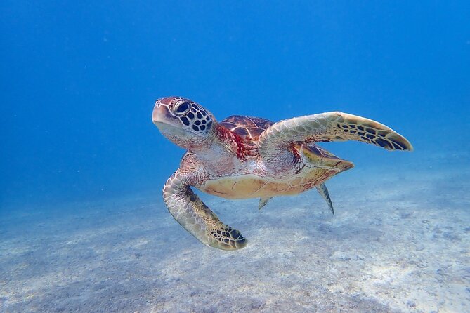 [Okinawa Miyako] Swim in the Shining Sea! Sea Turtle Snorkeling - Safety Measures and Equipment Provided