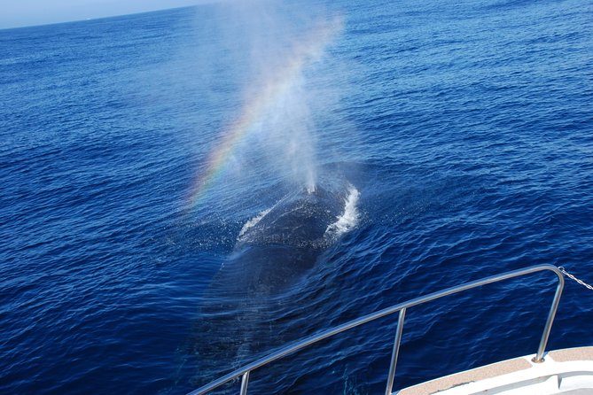Okinawa Whale Watching From Naha - Refund and Cancellation Guidelines