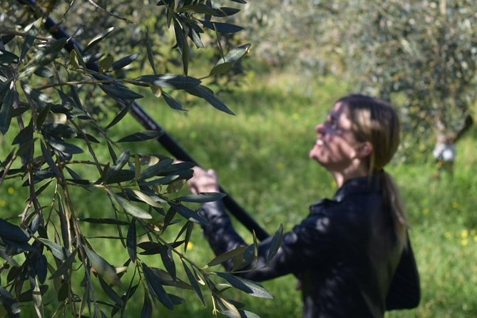 Olive Oil Experience - Olive Cultivation Insights