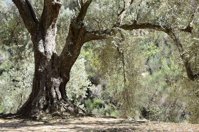 Olive Oil Farm Tour With Tasting From Seville - Inclusions and Logistics