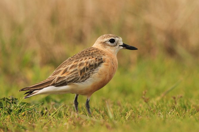 One Day Birding Adventure - Meeting and Pickup Details