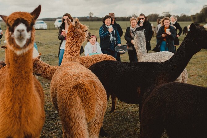One-Hour Alpaca Meet-and-Greet on a Working Farm, Tomingley  - New South Wales - Traveler Reviews and Ratings