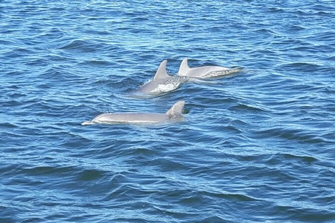 Orange Beach Dolphin Eco Boat Tour - Whats Included and Pickup Details