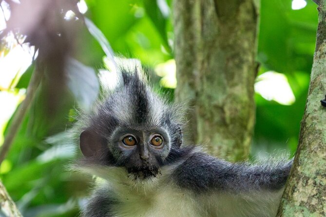 Orangutan Jungle Trek: 3 Day Adventure in Bukit Lawang, Sumatra - Packing Essentials
