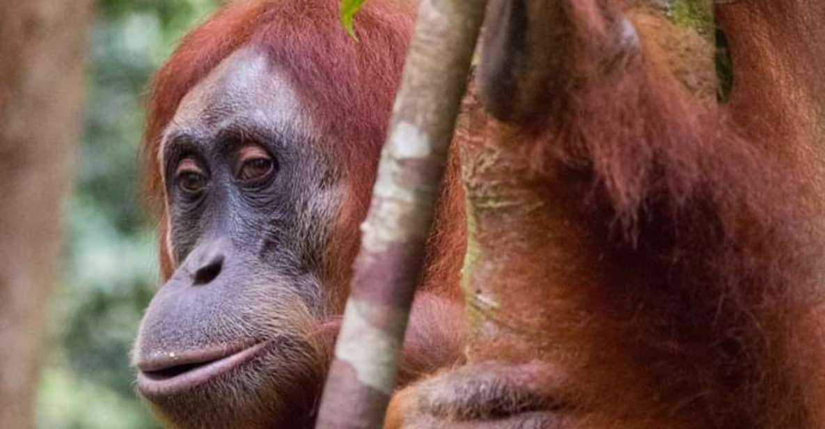 Orangutan Tour : Jungle Trekking in Sumatra - Accommodation Information